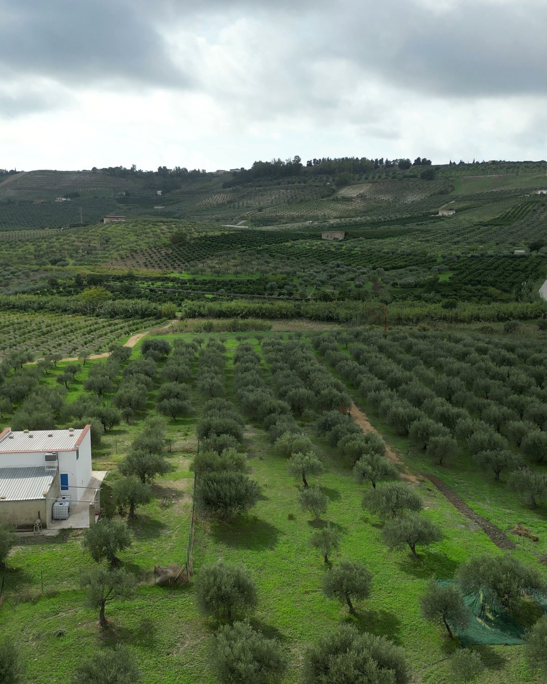 Uliveto ripreso con il drone in provincia di Agrigento